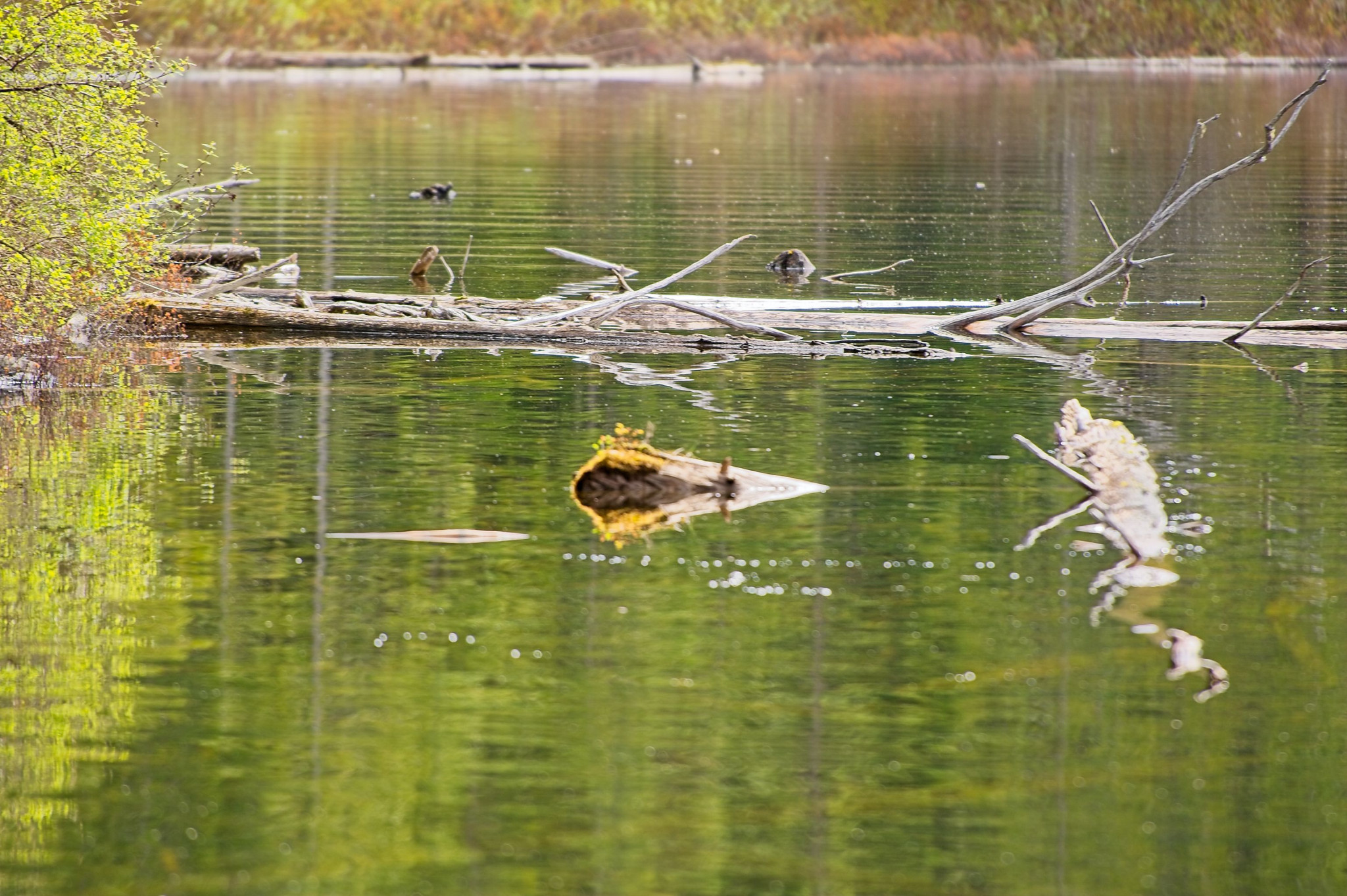 Web-20110520-DSC_0881.jpg