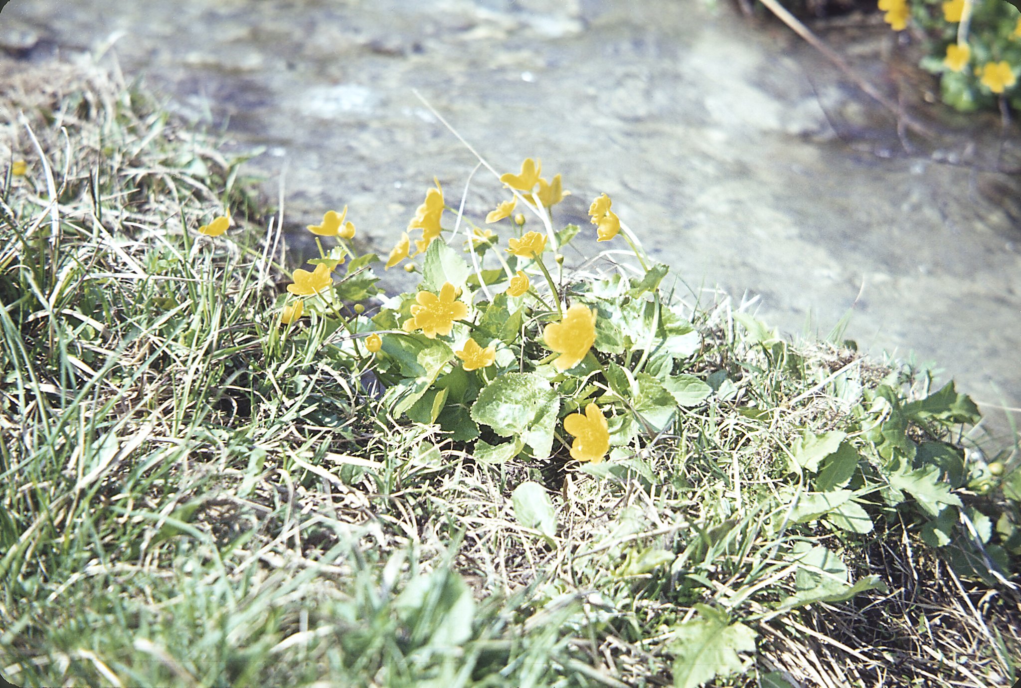 1964_05_F09_B00_Export.jpg