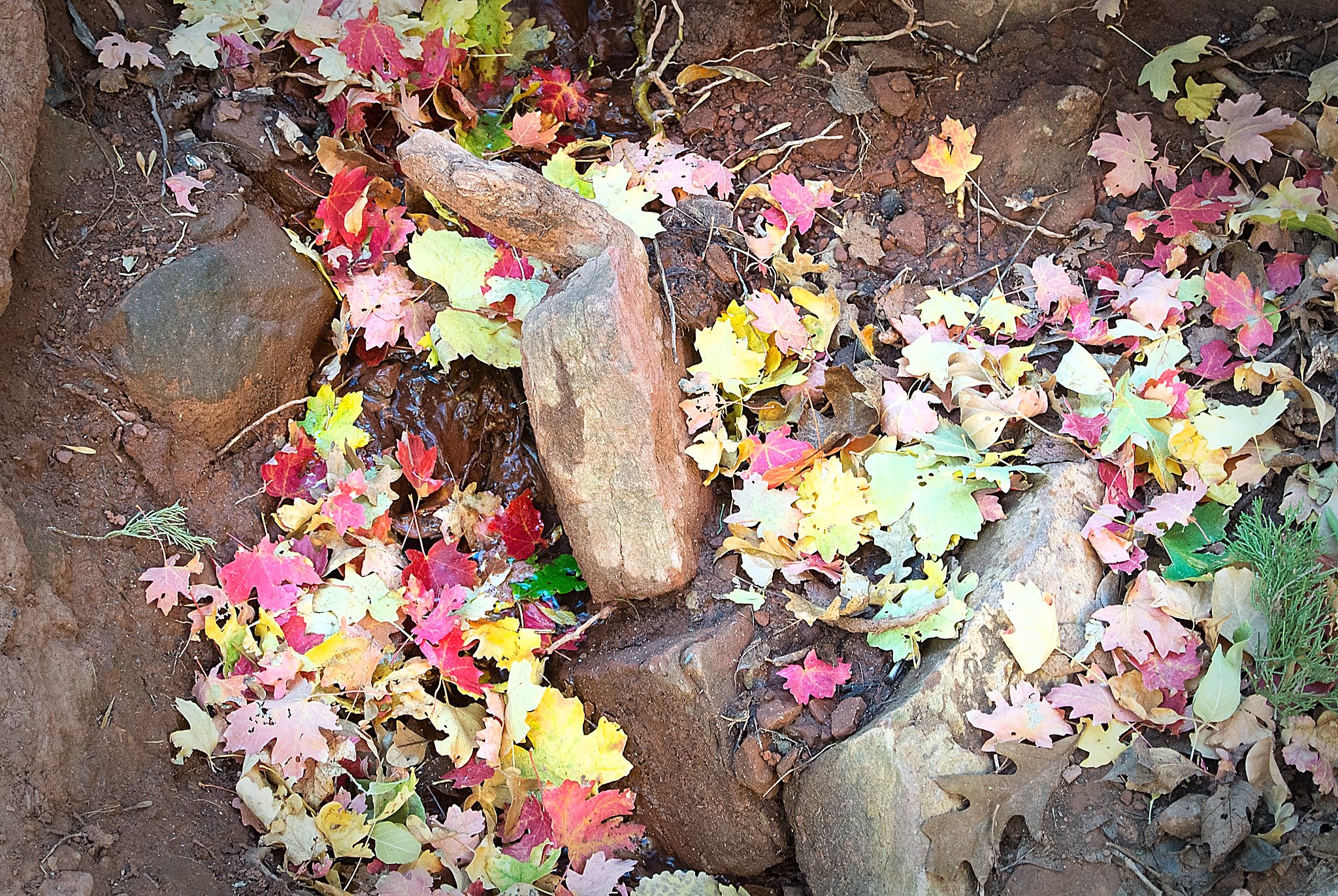 20121023-DSC_3999-Edit.jpg