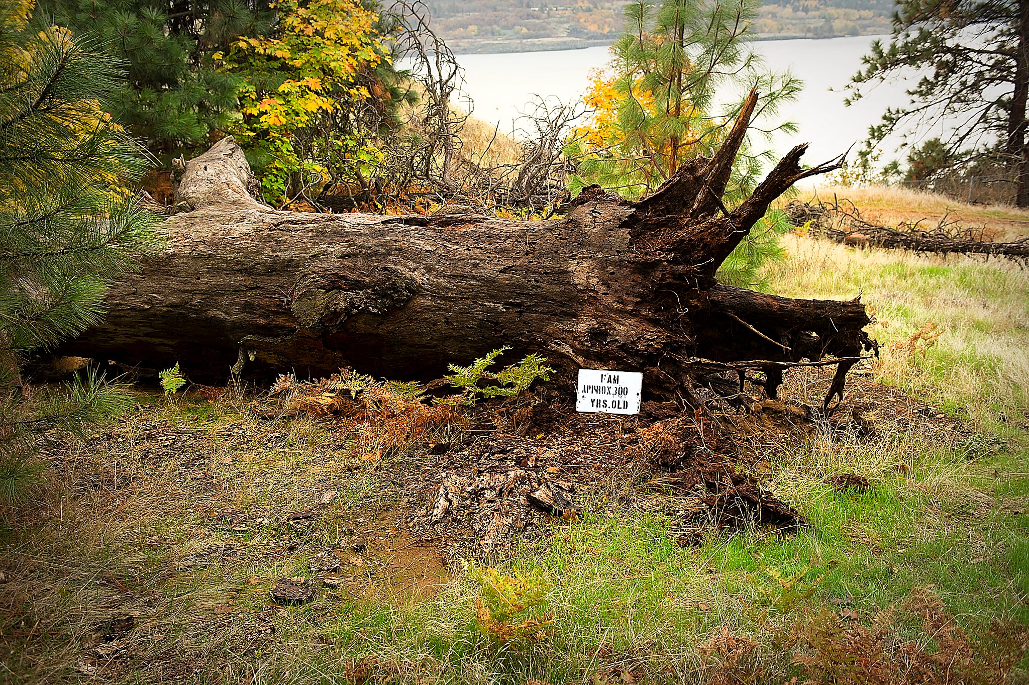 20121031-DSC_2421.jpg